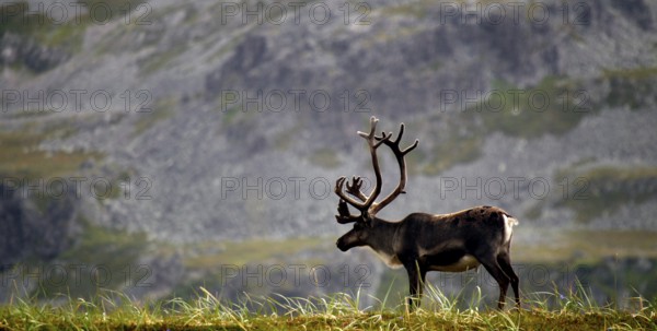 A single reindeer stands on a grassy plain in front of a rocky mountain backdrop near Hamningberg