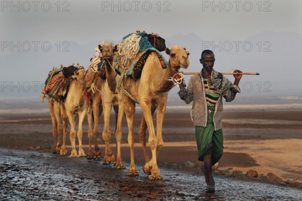 Man leading camel caravan through desert in Dallol, traditional trip, Dallol, Ethiopia