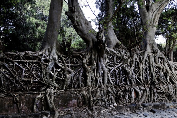 Intertwined banyan tree roots at Fasilidas Bath in Gondar, Gondar, null
