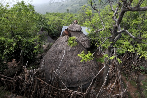 A traditional hut tucked away surrounded by lush vegetation, Konso, Ethiopia