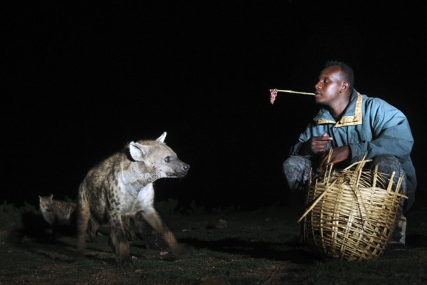 Man carefully feeds a hyena with a stick, part of a nocturnal ritual, Harar, Harar, Ethiopia