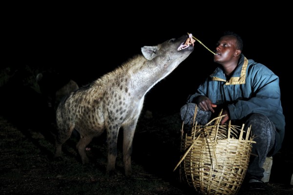 Man feeding hyena with a stick from a basket in the dark, a nocturnal ritual, Harar, Harar, Ethiopia