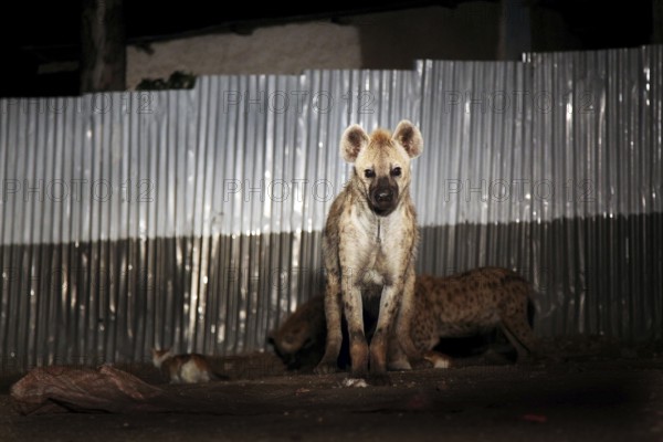 Hyena sits in the dark in front of a metal fence in Harar, Harar, Harari, Ethiopia