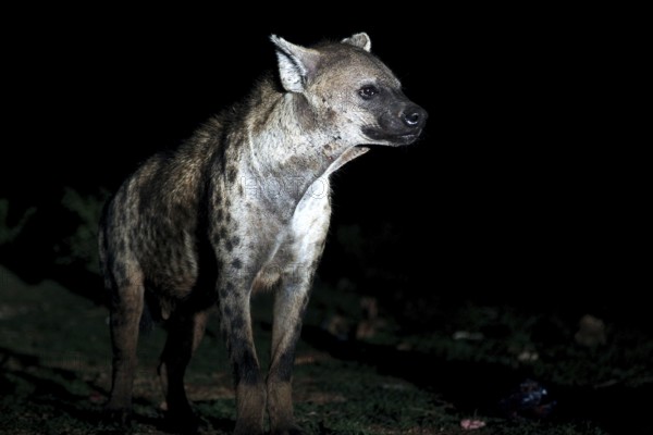 A hyena in the dark near Harar observes the surrounding area, Harar, Harari, Ethiopia
