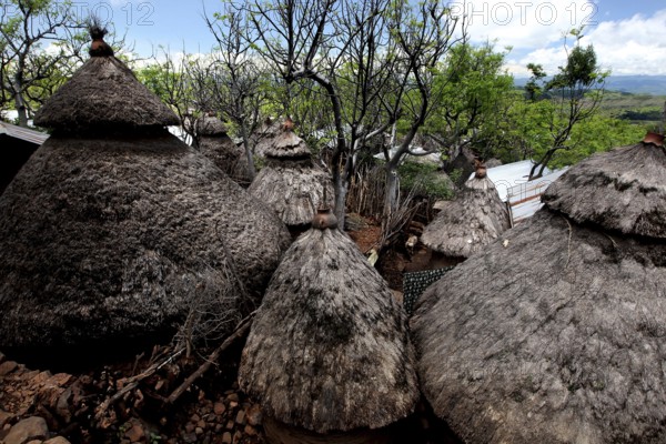 Traditional conical huts in a Konso village surrounded by lush vegetation, Konso, region, Ethiopia