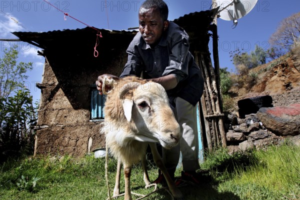 Man preparing sheep for traditional ceremony in front of a house, Lalibela, Ethiopia