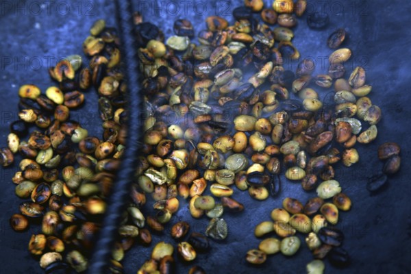 Coffee beans are traditionally roasted on a fire, lively atmosphere, Lalibela, Ethiopia