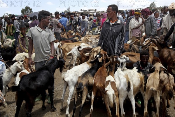 People haggle over goats at a busy livestock market, Lalibela, Ethiopia