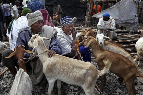 Men trade goats at a market in traditional surroundings, Lalibela, Ethiopia