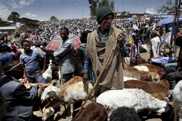 Shepherd offers goats at a cattle market in Lalibela, surrounded by buyers, Lalibela, Ethiopia