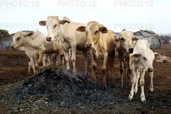 A group of cows standing together in a Dessanech village, Omorate, zero, Ethiopia