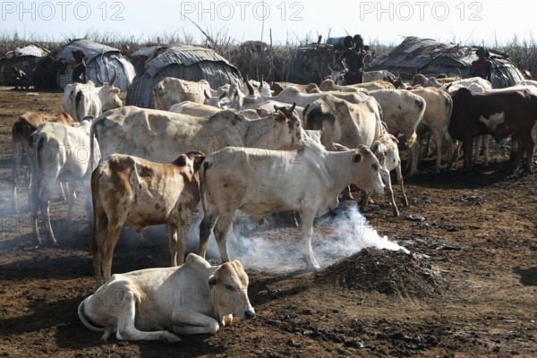 Herd of cattle in Dessanech village in Omorate with rustic ambiance, Omorate, null, Ethiopia