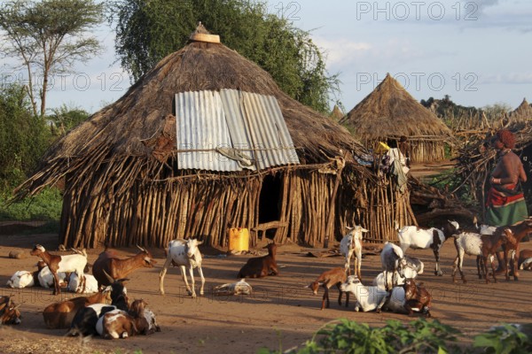 Round huts and goats in a Hamer village, Turmi, Ethiopia