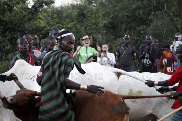 Spectators keep the cattle in place during the initiation ritual, Turmi, Ethiopia