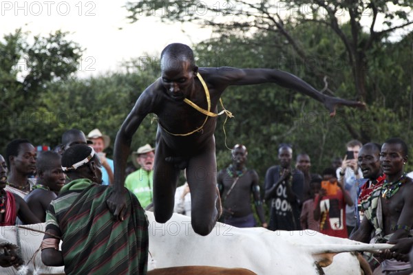 A man dynamically jumps over the backs of the cattle during the ritual, Turmi, Ethiopia