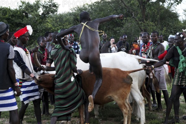 A young Hamer man jumps over cattle during a bull jump, Turmi, Ethiopia