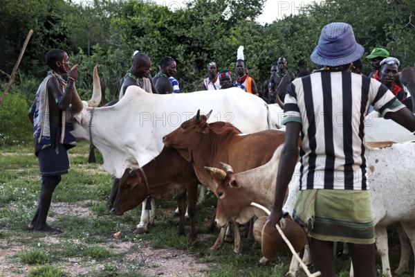 Hamer men surround cattle in preparation for bull jump, Turmi, Ethiopia