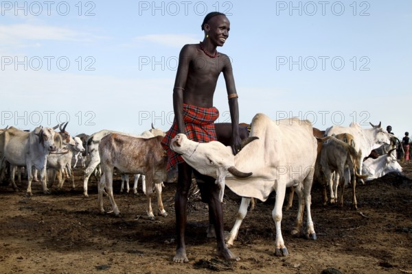 Man standing with a cow in the midst of a herd of cattle in a rural village, Omorate, Ethiopia