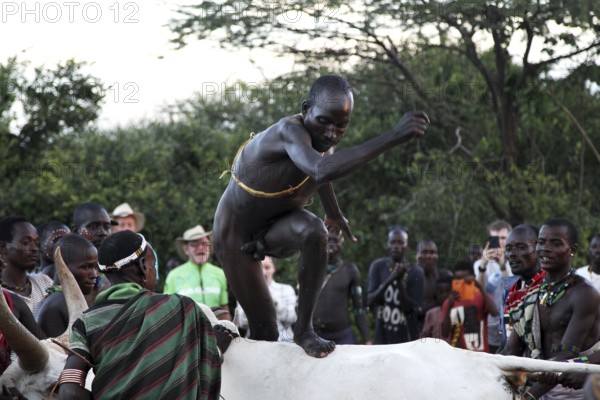 Young Hamer man jumps over cattle in a traditional ritual, Turmi, Ethiopia