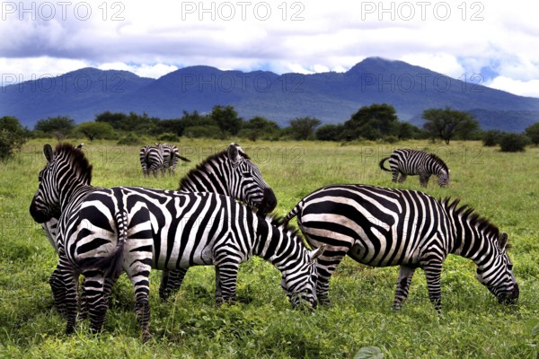 Zebras graze peacefully against picturesque mountains and green backdrop, Nech Sar National Park, Ethiopia