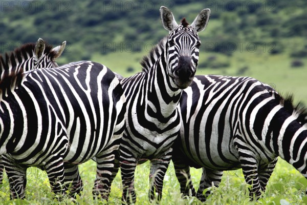 Zebras stand alert in lush green savanna, Nech Sar National Park, Ethiopia