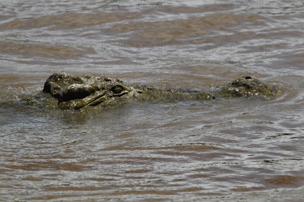 A crocodile camouflaging itself in calm water, difficult to spot, Chamo, Nech Sar National Park, Ethiopia