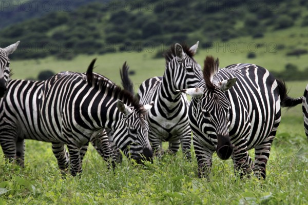 Zebra herd stands together in the lush green landscape of the park, Nech Sar National Park, Ethiopia