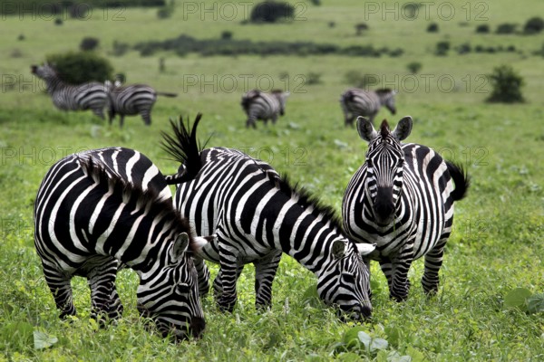 A group of zebras grazing peacefully in a green savanna landscape, Nech Sar National Park, Ethiopia