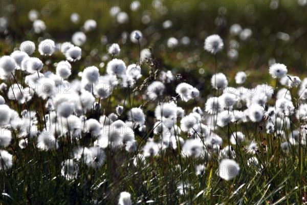Blooming cotton grass gives the landscape a soft and peaceful atmosphere, Hardangervidda, Gausdal, Norway