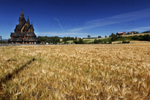 Heddal stave church in the middle of a golden field under a blue sky, Heddal, Notodden, Norway