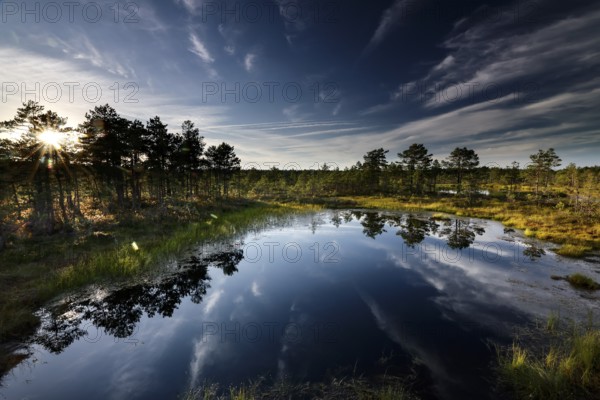 Winding landscape with reflecting water in the high moor of Viru, Viru, Lahemaa National Park, Estonia