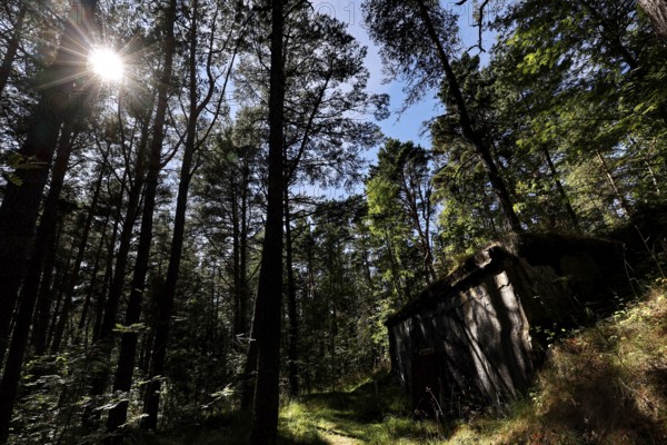 Light-flooded forest with abandoned bunker, historic, Tahkuna, Hiiumaa, Estonia