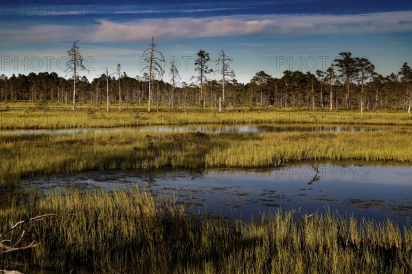 Moorland with bare trees and calm water under blue sky in Lahemaa National Park, Viru, Lahemaa National Park, Estonia