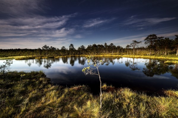 Viru moor in Lahemaa National Park with calm water and green surroundings, Lahemaa National Park, Estonia