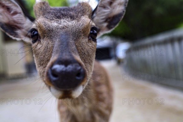 Close-up of a curious deer on a trail surrounded by nature, Miyajima, Japan