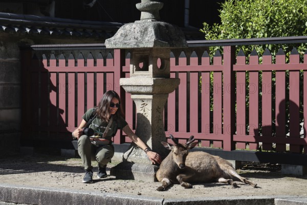 A deer lies next to a human in Miyajima seeking peaceful interaction, Miyajima, Japan