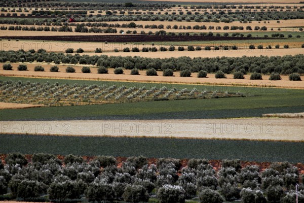 Geometric landscape with agricultural fields near Volubilis, Volubilis, Fès-Meknès, Morocco