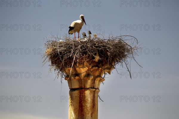 Stork nest on an old pillar of the Volubilis Capitol, a contrast between nature and ancient architecture, Volubilis, Morocco, Morocco