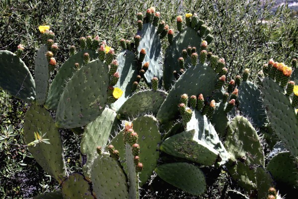 Cacti in full bloom against a rural backdrop in Volubilis, Volubilis, Fès-Meknès region, Morocco