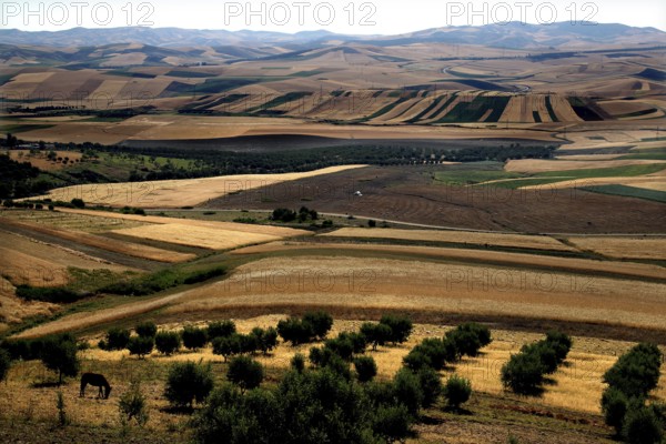 Extensive agricultural fields and hills around Volubilis in various shades of green, Volubilis, Fès-Meknès, Morocco