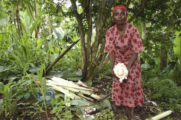 Woman working with Ensete plants, keeping harvested parts surrounded by lush vegetation, Yirga Alem, null, Ethiopia