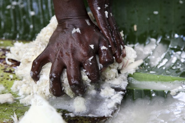 Hands process Ensete, the wrong banana, by kneading vigorously, Yirga Alem, Ethiopia