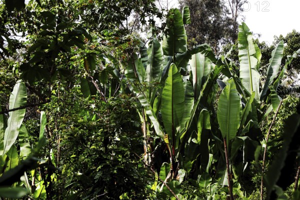 Dense vegetation with tall Ensete plants in a tropical setting, Yirga Alem, Ethiopia