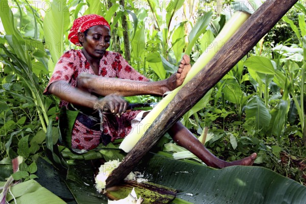 Woman processing Ensete plant sitting, traditional technique, dense vegetation surrounds her, Yirga Alem, zero, Ethiopia