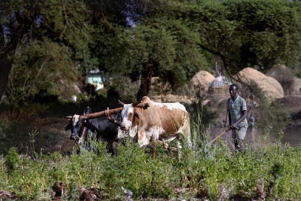 Farmer plows field with oxen in the Nile Valley surrounded by lush trees and vegetation, Tisissat, Nile, Ethiopia