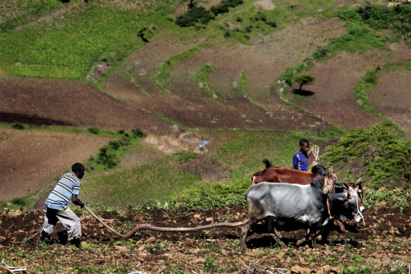 Farmworkers plough a field with an ox in the green countryside along the route from Awash to Harar, Awash, Harar, Ethiopia