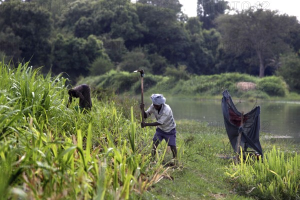 Farmer works in the field on the banks of the Nile, Tisissat, Ethiopia