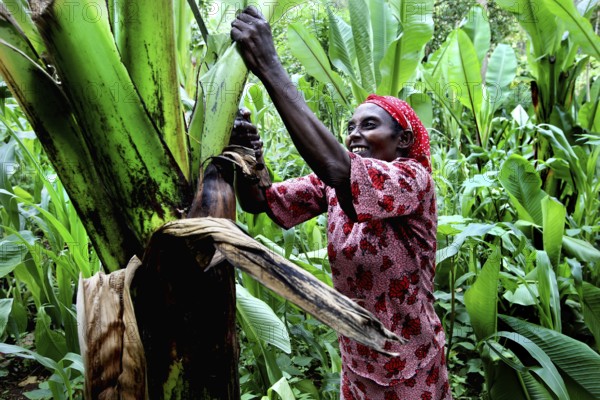Woman harvesting Ensete in lush green surroundings, wearing a red dress, Yirga Alem, Ethiopia