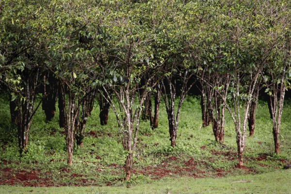 Coffee bushes grow densely on green plantations, Yirga Alem, Ethiopia