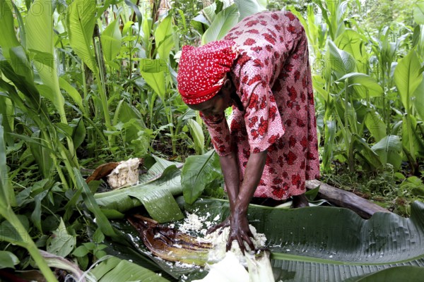 Woman wearing traditional clothing harvests Ensete, also known as fake banana, in a green field, Yirga Alem, Ethiopia